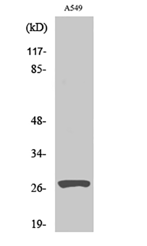 Cleaved-Cathepsin D HC (L169) Rabbit Polyclonal Antibody | 兔多抗 | EnkiLife恩玑生命