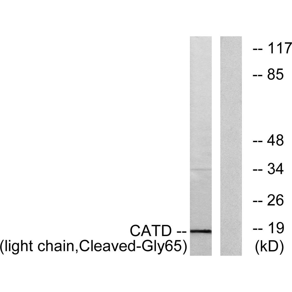 Cleaved-Cathepsin D LC (G65) Rabbit Polyclonal Antibody | 兔多抗 | EnkiLife恩玑生命