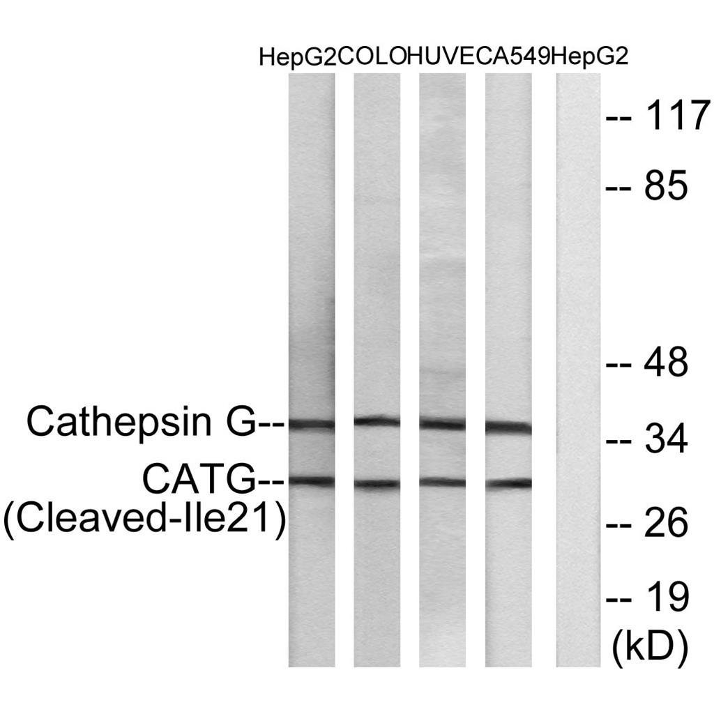 Cleaved-Cathepsin G (I21) Rabbit Polyclonal Antibody | 兔多抗 | EnkiLife恩玑生命