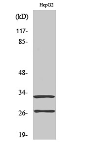 Cleaved-Cathepsin G (I21) Rabbit Polyclonal Antibody | 兔多抗 | EnkiLife恩玑生命
