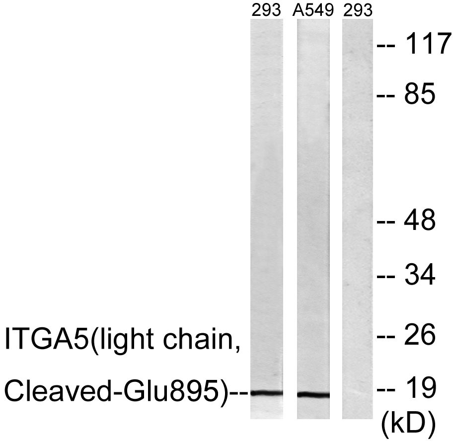 Cleaved-Integrin α5 LC (E895) Rabbit Polyclonal Antibody | 兔多抗 | EnkiLife恩玑生命