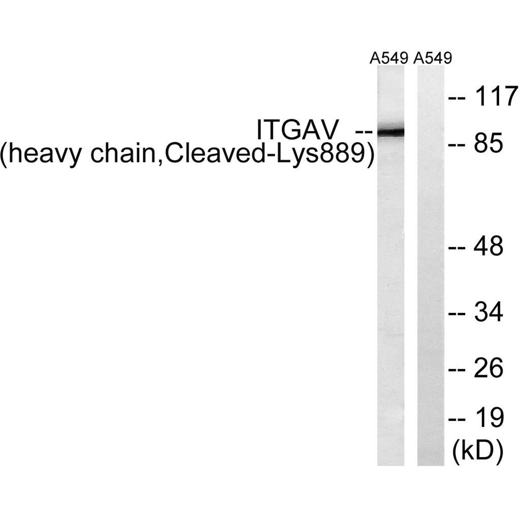 Cleaved-Integrin αV HC (K889) Rabbit Polyclonal Antibody | 兔多抗 | EnkiLife恩玑生命