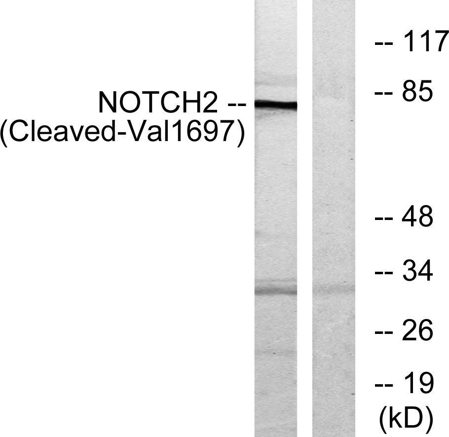 Cleaved-Notch 2 (V1697) Rabbit Polyclonal Antibody | 兔多抗 | EnkiLife恩玑生命
