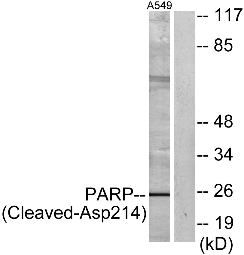 Cleaved-PARP-1 (D214) Rabbit Polyclonal Antibody | 兔多抗 | EnkiLife恩玑生命