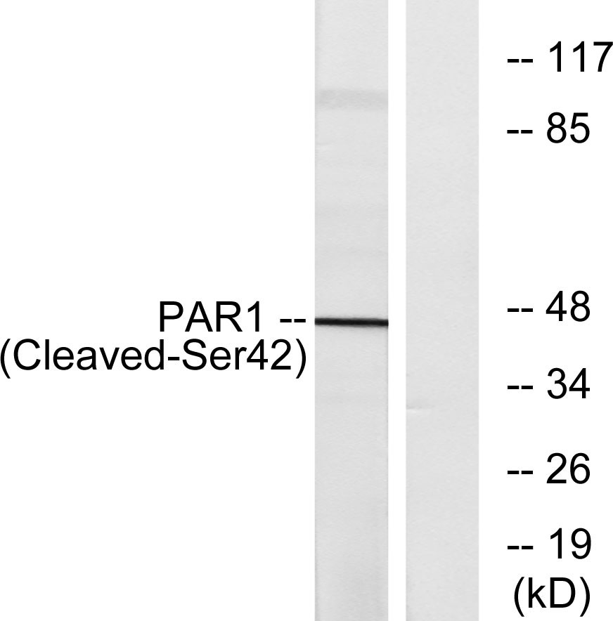 Cleaved-Thrombin R (S42) Rabbit Polyclonal Antibody | 兔多抗 | EnkiLife恩玑生命