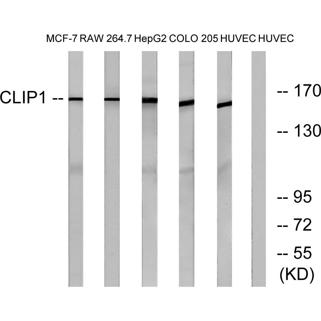 CLIP-170 Rabbit Polyclonal Antibody | 兔多抗 | EnkiLife恩玑生命