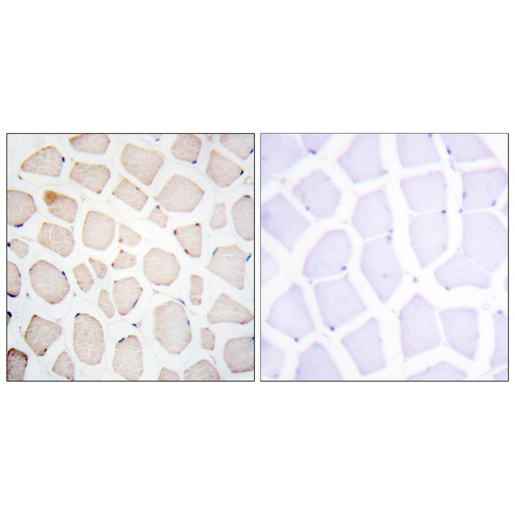 Clock Rabbit Polyclonal Antibody | 兔多抗 | EnkiLife恩玑生命