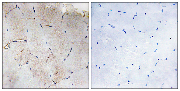 COL12A1 Rabbit Polyclonal Antibody | 兔多抗 | EnkiLife恩玑生命