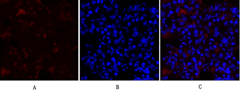 COL2A1 Rabbit Polyclonal Antibody | 兔多抗 | EnkiLife恩玑生命