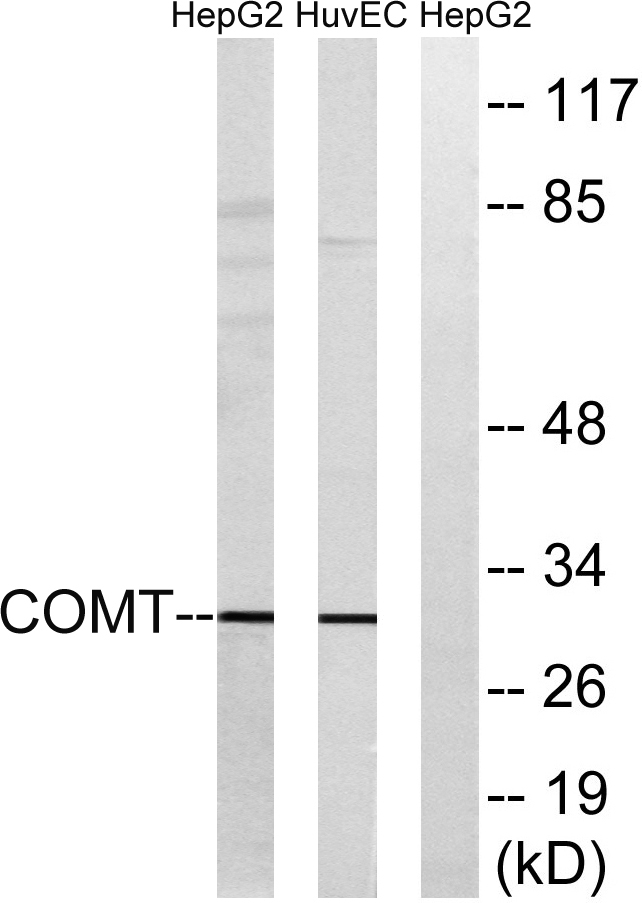 COMT Rabbit Polyclonal Antibody | 兔多抗 | EnkiLife恩玑生命