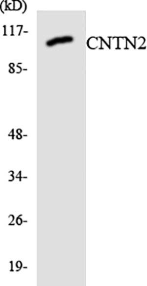 Contactin 2 Rabbit Polyclonal Antibody | 兔多抗 | EnkiLife恩玑生命
