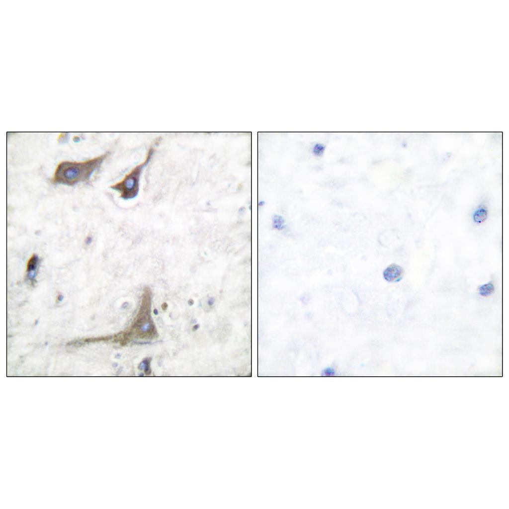 Cox-1 Rabbit Polyclonal Antibody | 兔多抗 | EnkiLife恩玑生命