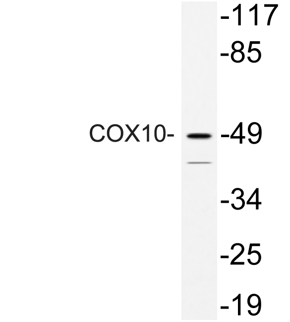 COX10 Rabbit Polyclonal Antibody | 兔多抗 | EnkiLife恩玑生命