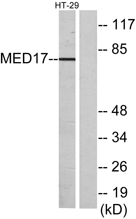 CRSP77 Rabbit Polyclonal Antibody | 兔多抗 | EnkiLife恩玑生命