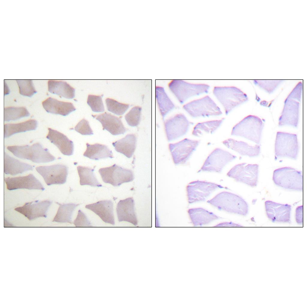 Crystallin-αB Rabbit Polyclonal Antibody | 兔多抗 | EnkiLife恩玑生命