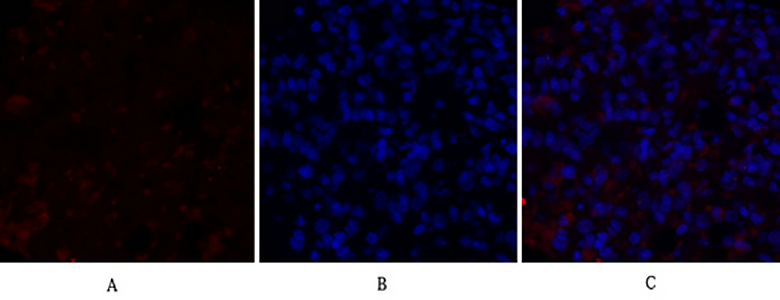 c-Src Rabbit Polyclonal Antibody | 兔多抗 | EnkiLife恩玑生命