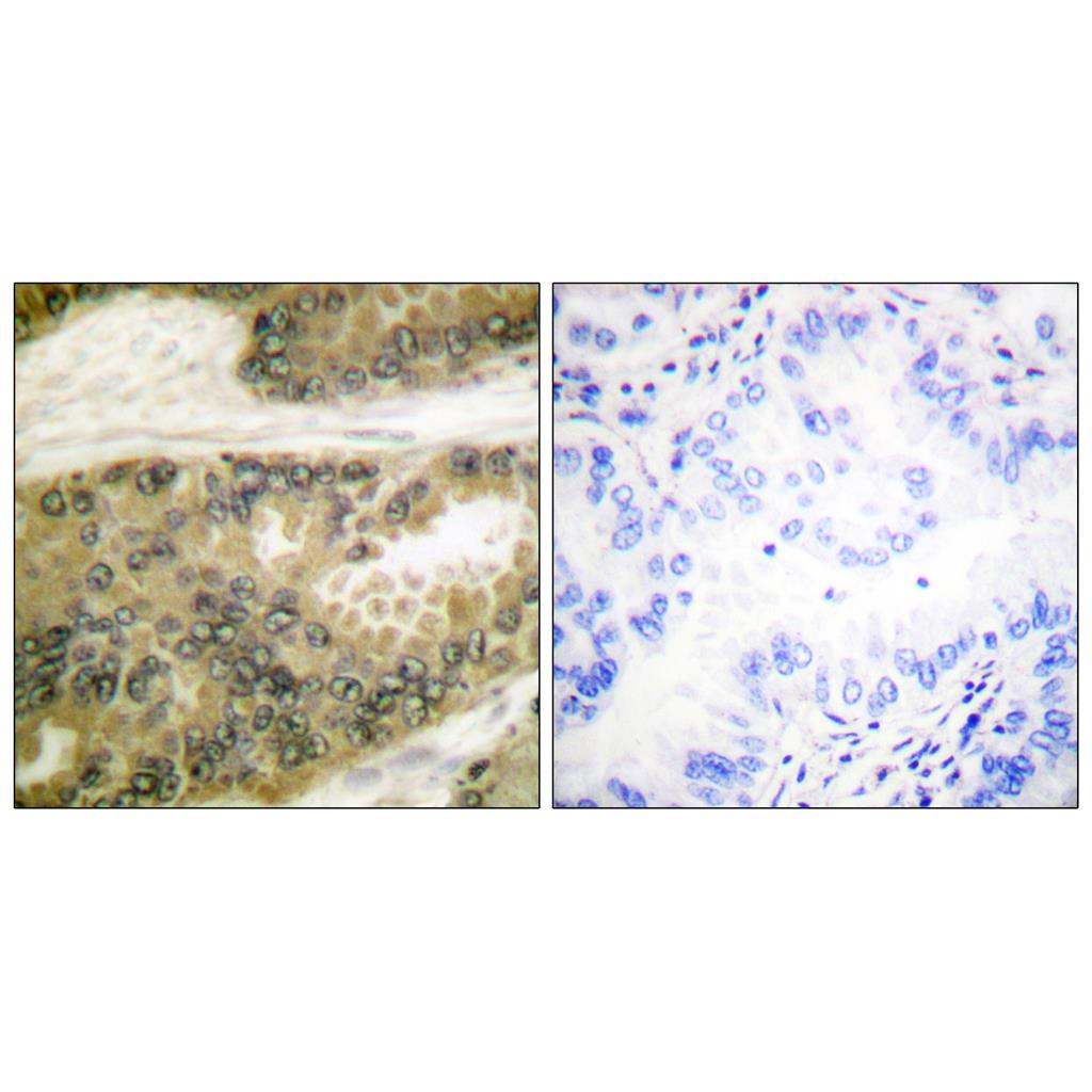 Cyclin D3 Rabbit Polyclonal Antibody | 兔多抗 | EnkiLife恩玑生命