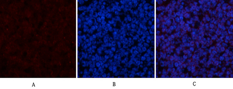 CYCS Rabbit Polyclonal Antibody | 兔多抗 | EnkiLife恩玑生命