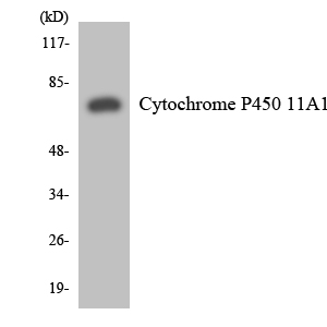 CYP11A1 Rabbit Polyclonal Antibody | 兔多抗 | EnkiLife恩玑生命