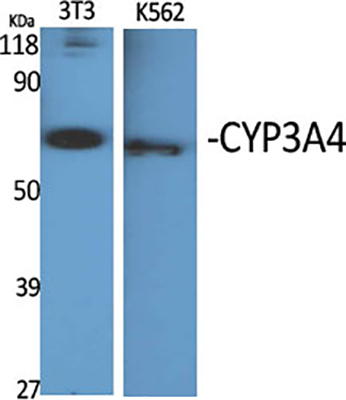 CYP3A4 Rabbit Polyclonal Antibody | 兔多抗 | EnkiLife恩玑生命