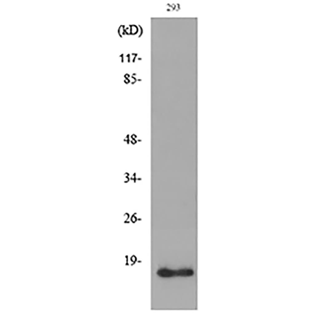CyPA Rabbit Polyclonal Antibody | 兔多抗 | EnkiLife恩玑生命