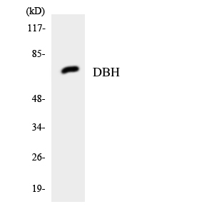 DBH Rabbit Polyclonal Antibody | 兔多抗 | EnkiLife恩玑生命