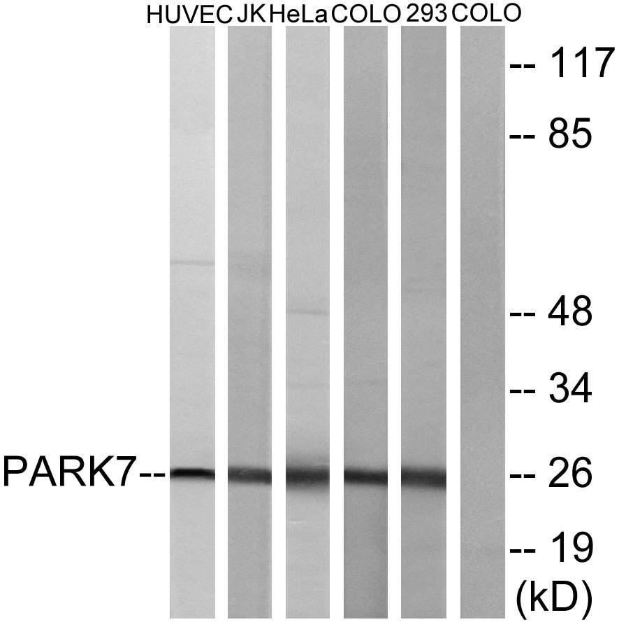 DJ-1 Rabbit Polyclonal Antibody | 兔多抗 | EnkiLife恩玑生命