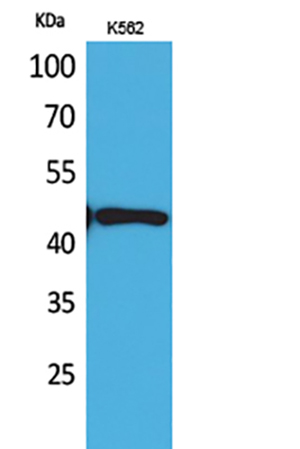 DR3 Rabbit Polyclonal Antibody | 兔多抗 | EnkiLife恩玑生命