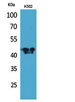 ECA39 Rabbit Polyclonal Antibody | 兔多抗 | EnkiLife恩玑生命