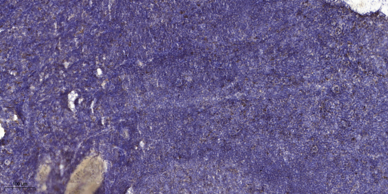 ECM1 Rabbit Polyclonal Antibody | 兔多抗 | EnkiLife恩玑生命