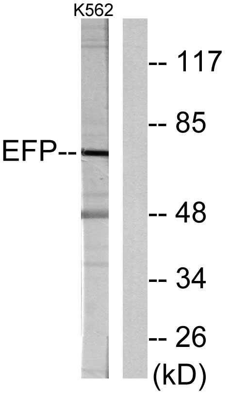 EFP Rabbit Polyclonal Antibody | 兔多抗 | EnkiLife恩玑生命