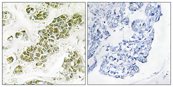 eIF2α Rabbit Polyclonal Antibody | 兔多抗 | EnkiLife恩玑生命
