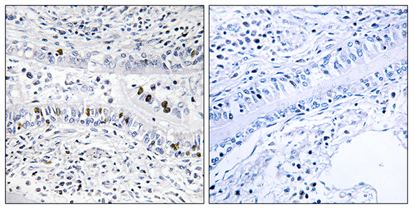 ENX-2 Rabbit Polyclonal Antibody | 兔多抗 | EnkiLife恩玑生命