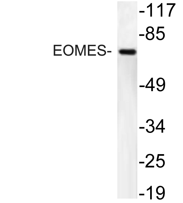 EOMES Rabbit Polyclonal Antibody | 兔多抗 | EnkiLife恩玑生命