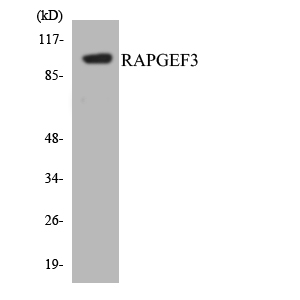 Epac Rabbit Polyclonal Antibody | 兔多抗 | EnkiLife恩玑生命