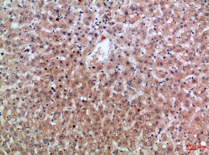 Epiregulin Rabbit Polyclonal Antibody | 兔多抗 | EnkiLife恩玑生命