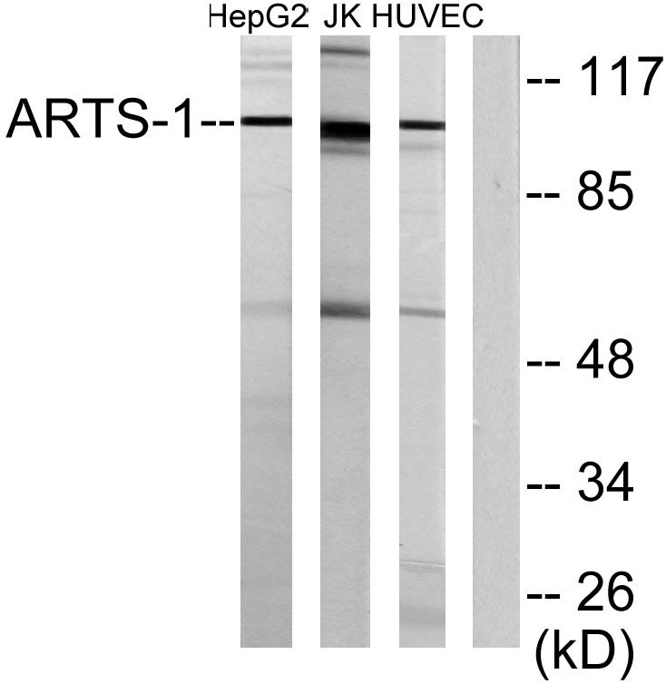 ERAP1 Rabbit Polyclonal Antibody | 兔多抗 | EnkiLife恩玑生命