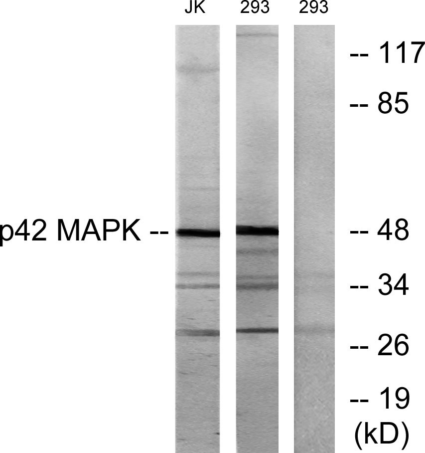 ERK 2 Rabbit Polyclonal Antibody | 兔多抗 | EnkiLife恩玑生命