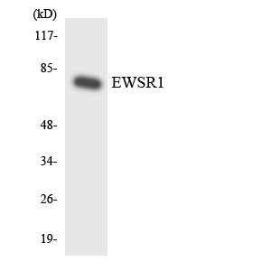 EWS Rabbit Polyclonal Antibody | 兔多抗 | EnkiLife恩玑生命