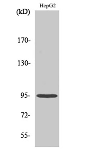 Fer Rabbit Polyclonal Antibody | 兔多抗 | EnkiLife恩玑生命