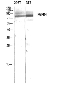 FGFR-4 Rabbit Polyclonal Antibody | 兔多抗 | EnkiLife恩玑生命