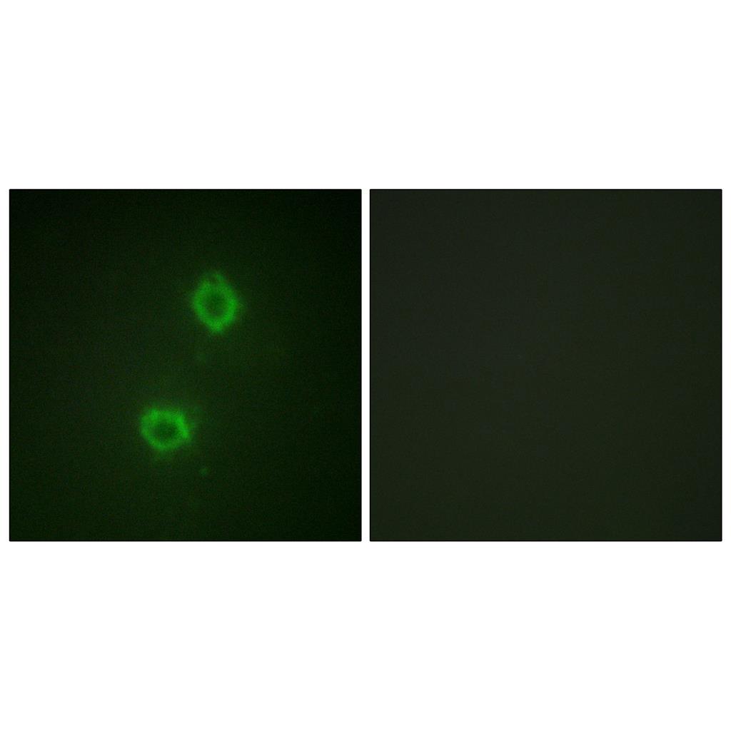 Flg Rabbit Polyclonal Antibody | 兔多抗 | EnkiLife恩玑生命