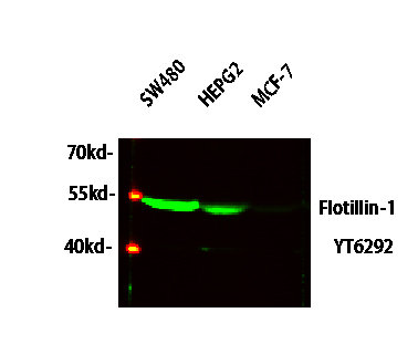 Flotillin-1 Rabbit Polyclonal Antibody | 兔多抗 | EnkiLife恩玑生命