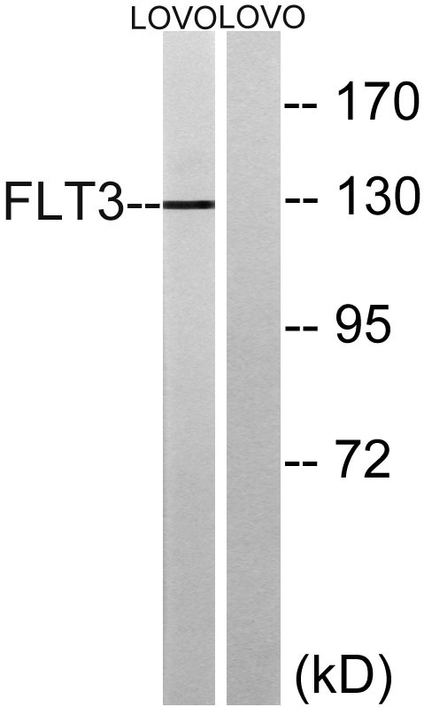 Flt3 Rabbit Polyclonal Antibody | 兔多抗 | EnkiLife恩玑生命