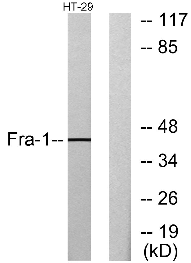 Fra-1 Rabbit Polyclonal Antibody | 兔多抗 | EnkiLife恩玑生命