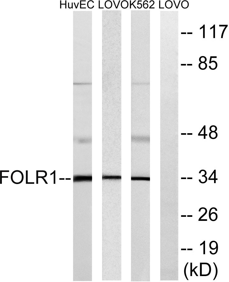 FR-α Rabbit Polyclonal Antibody | 兔多抗 | EnkiLife恩玑生命