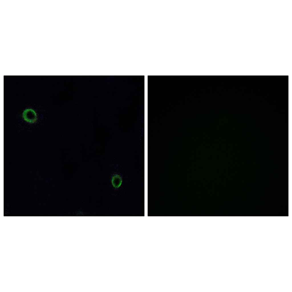 Fusin Rabbit Polyclonal Antibody | 兔多抗 | EnkiLife恩玑生命
