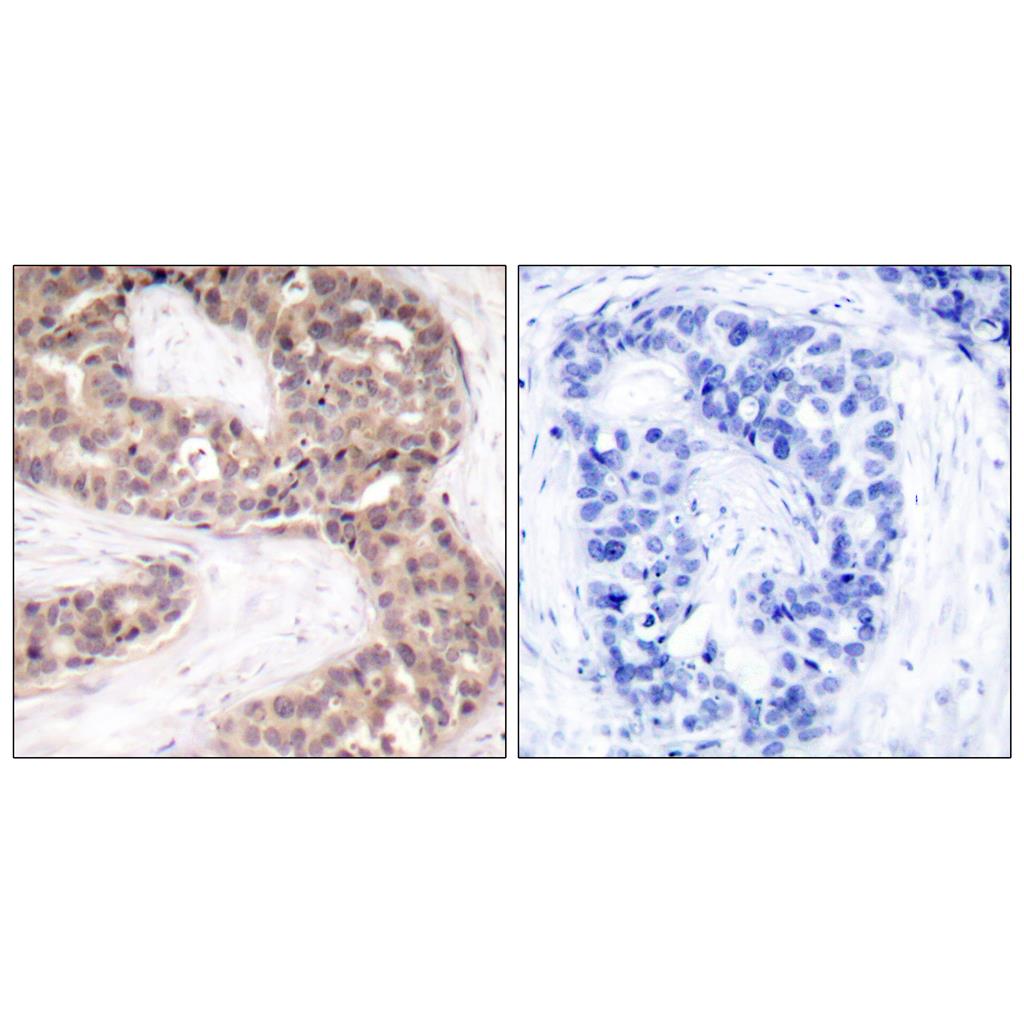 G3BP1 Rabbit Polyclonal Antibody | 兔多抗 | EnkiLife恩玑生命