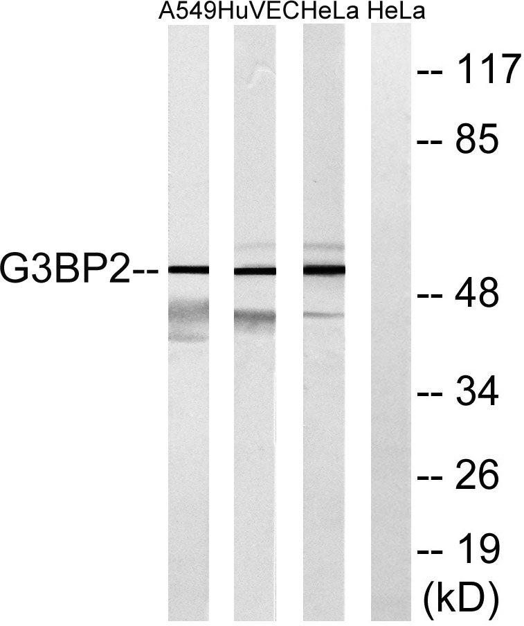 G3BP2 Rabbit Polyclonal Antibody | 兔多抗 | EnkiLife恩玑生命