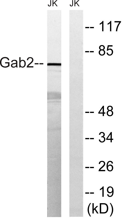 Gab 2 Rabbit Polyclonal Antibody | 兔多抗 | EnkiLife恩玑生命